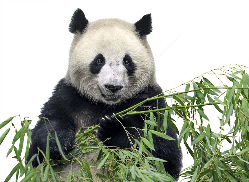 大熊拿着一堆竹子枝白种树叶与白图片