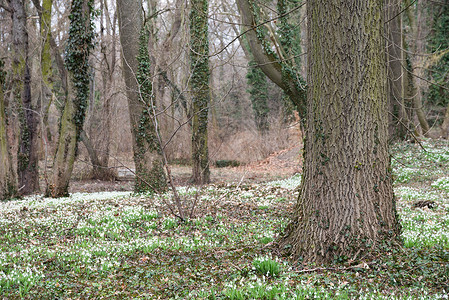 春天森林里新鲜的白色雪花莲图片