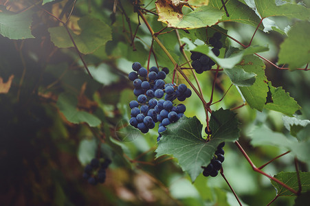 葡萄的枝条长在田野里新鲜红葡萄酒葡萄特写镜头在意大利有大葡萄的葡萄园成熟的葡萄生长在酒背景图片