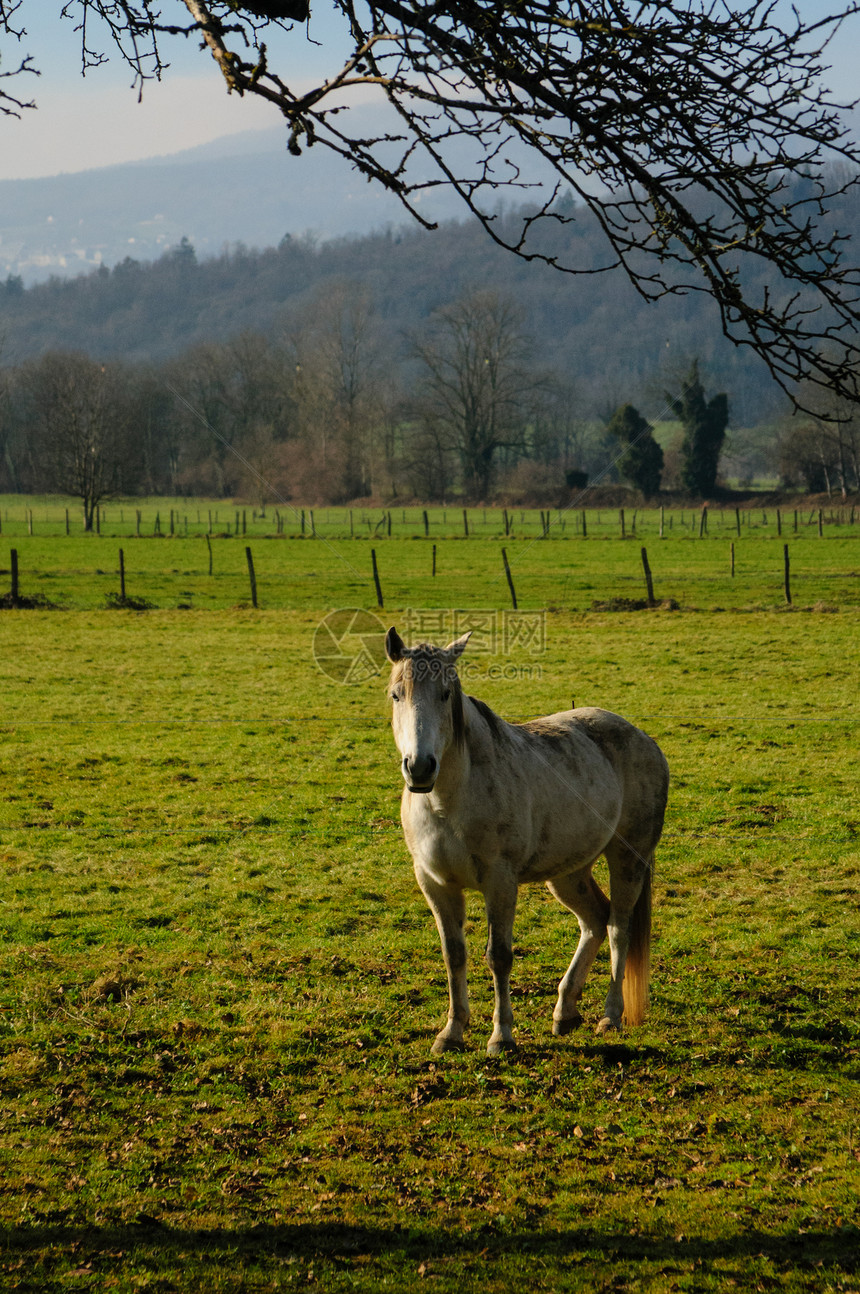 在萨沃伊地区南弗朗索瓦的一块田地上放牧一匹马图片来自明亮的阳光明图片