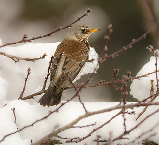 坐在白雪覆盖的树上的槲寄生画眉鸟的特写镜头背景图片