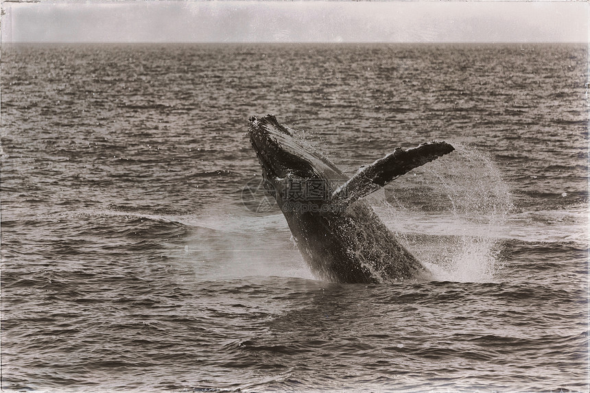 在澳洲海洋中自由的鲸鱼就图片