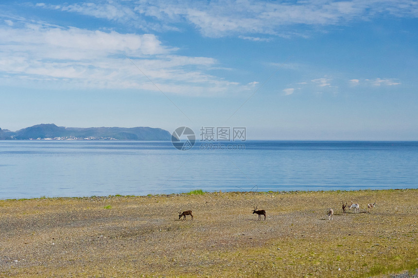 挪威峡湾海岸线上的北方鹿图片