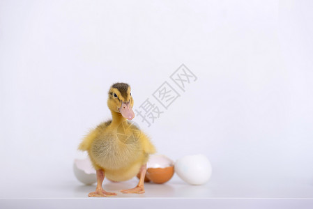 白色背景上的小鸭子和蛋壳图片