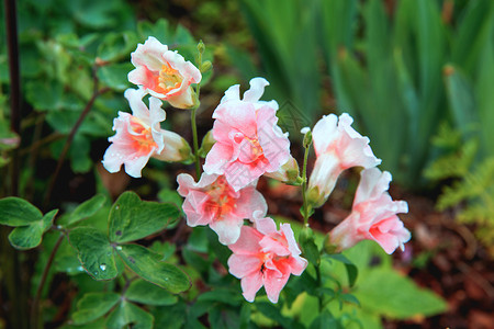 白色粉红色的金鱼草或金鱼草将花园中的龙花特写为彩色背景或卡片可爱的春天Snapdragons在背景图片