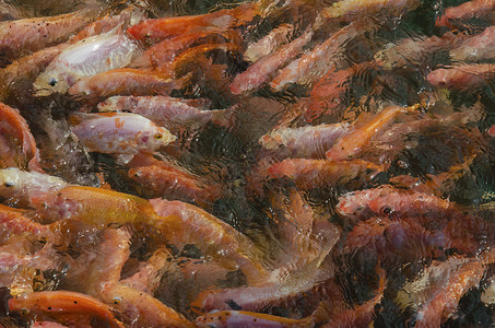 在锡兰的一个养鱼场钓鱼苗圃水产养殖场土池大量图片