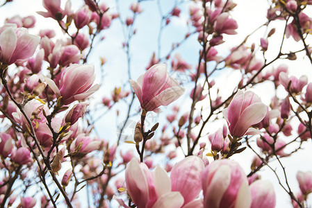 春天的玉兰花卉背景图片