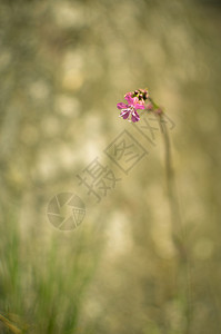 散焦背景的草和粉红色花图片