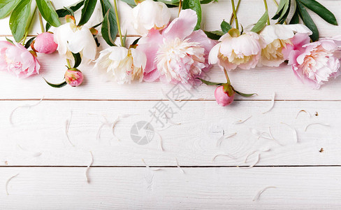 精致的白色粉红色牡丹与花瓣朵和木板上的白色丝带图片