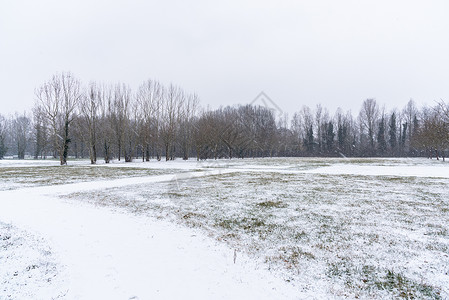 冬日早晨大雪空旷的田野被光秃的树木包围图片
