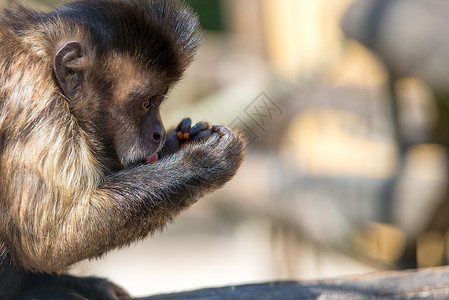 动物园吃东西的猴子图片