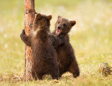 两个可爱的欧亚棕熊幼崽在芬兰北方图片