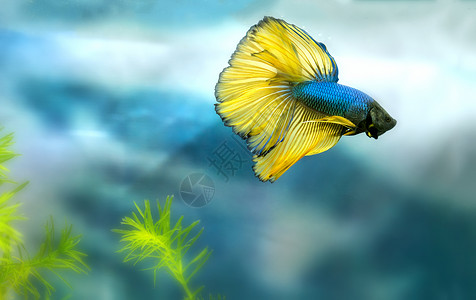 半月斗鱼五颜六色的鱼缸游泳这是一种观赏鱼背景图片