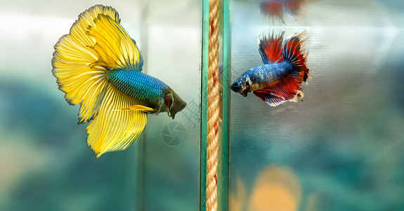半月斗鱼五颜六色的鱼缸游泳这是一种观赏鱼背景图片