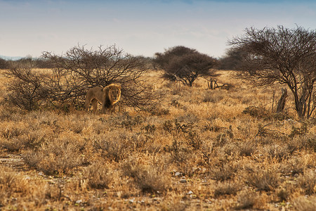 狮子在非洲草原上行走日光照耀纳图片