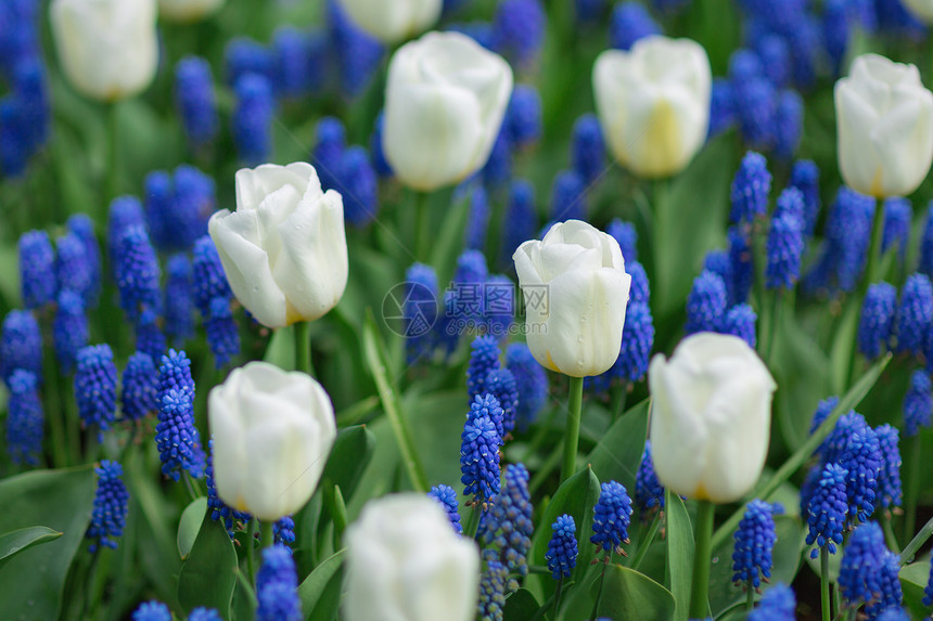 公园中的白郁金香和蓝葡萄长尾草有选择的焦图片