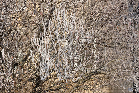 覆盖着白霜的灌木树枝图片