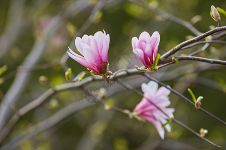植物园紫玉兰芽宏观高清图片