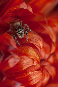 红色干花上的跳蛛图片