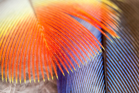 近距离的红鹦鹉羽毛背景图片