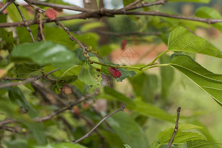 树上田野里的小黑莓图片