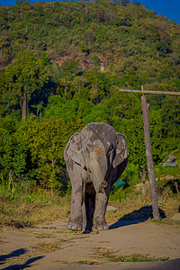 在泰国清远的大象丛林保护区图片
