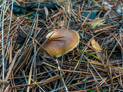 一棵树上的一组蘑菇图片