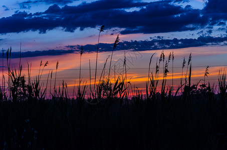 芦苇丛中的红色夕阳背景图片