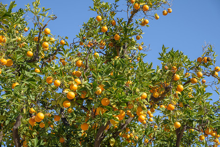 阳光下的橙树与成熟的橙子作物图片