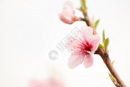 一朵油桃花的细节在春天图片
