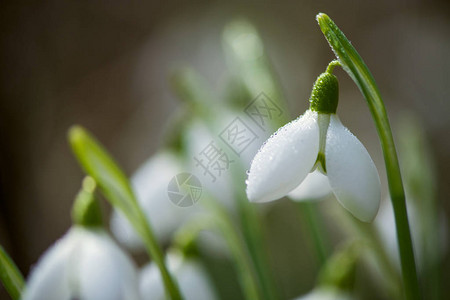 在阳光明媚的白天盛开的春雪花有选择的重背景图片