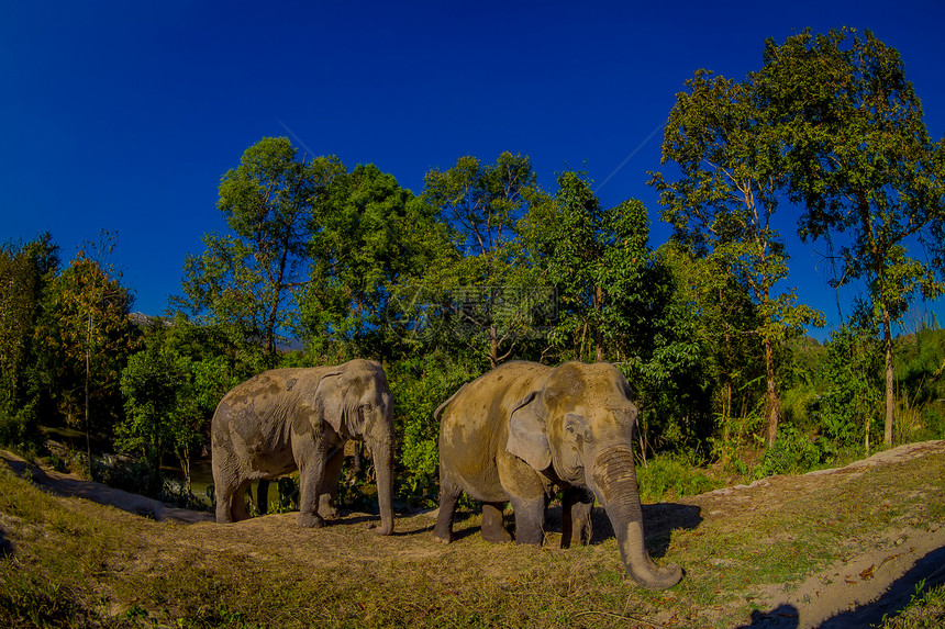 小象在大自然中的河岸附近散步图片