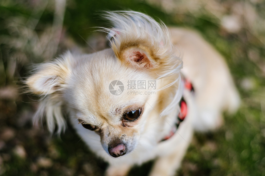 可爱的小狗吉娃的肖像背景绿草漂亮又健康的图片