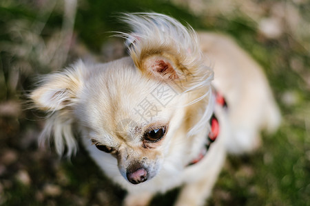 可爱的小狗吉娃的肖像背景绿草漂亮又健康的背景图片
