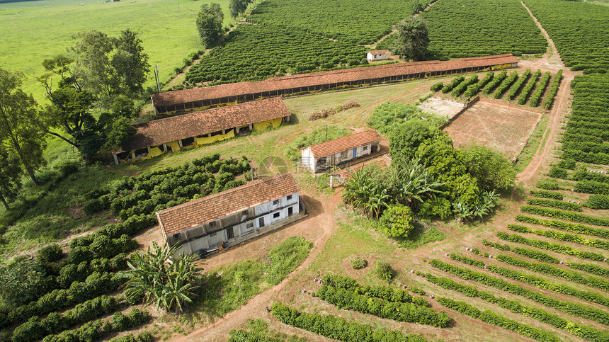 巴西内地的小型农场鸡和咖啡图片