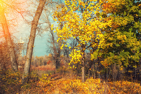 秋天风景公园里没有树叶的树图片