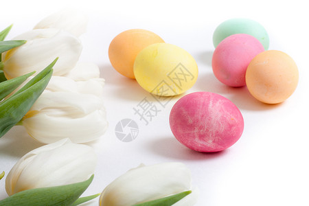 复活节彩蛋和郁金香散落在白色背景上图片