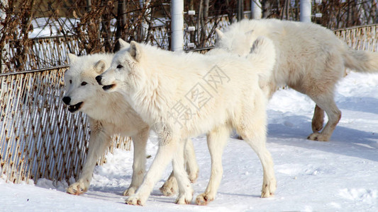 冬天的白北极野狼危图片