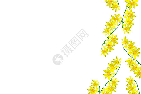 在白色背景隔绝的五颜六色的明亮的花毛茛图片
