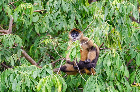 是尼加拉瓜湖岛上最大的新世界猴子图片