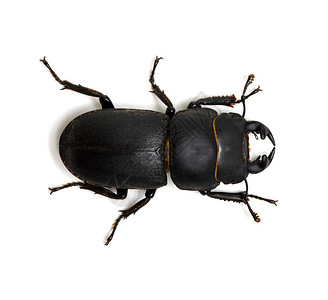 孤立在白色的黑色甲虫背景图片