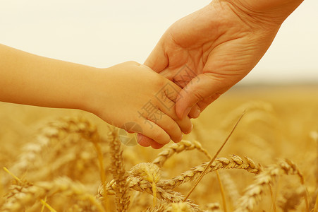 母亲和女儿的手在小麦图片