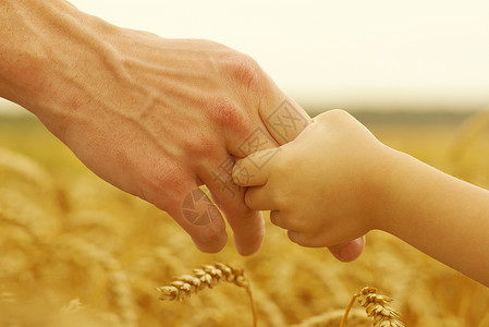 父亲和女儿的手在小麦图片