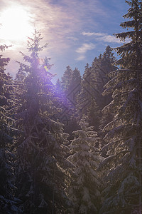 日落时森林的冬季风景清雪图片