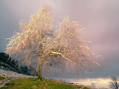 冰冷的树枝在夜风中摇曳图片