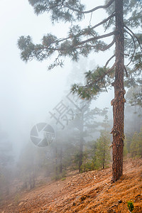 西班牙特内里费岛山坡松树林中的雾气图片