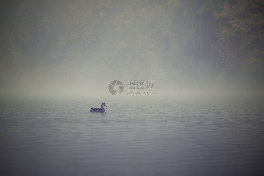 在池塘的水面上鸭子秋天有雾大自然中的动物天图片