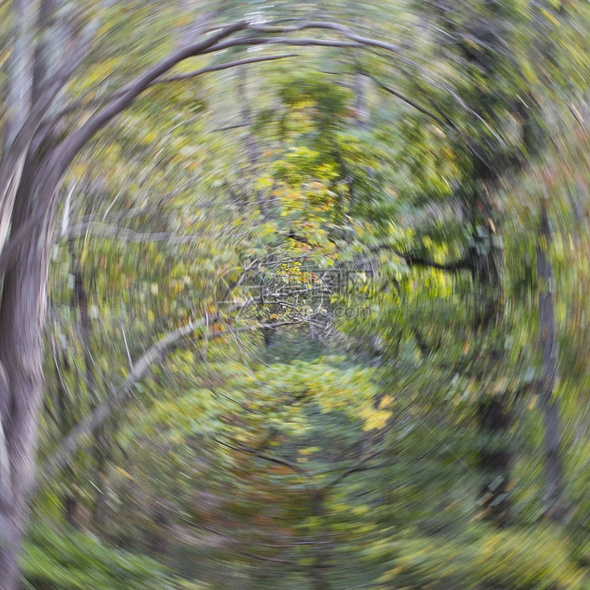 摄影机旋转在林地场景中产图片