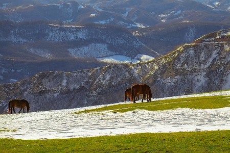 狂野的马匹在雪上铺满山顶图片