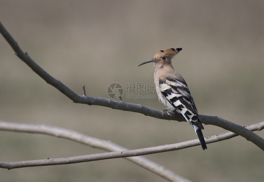 HoopoeUpupa在鲈鱼上图片